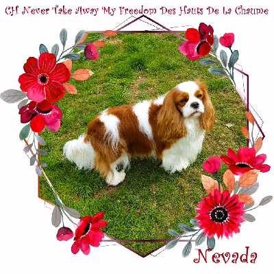 Étalon Cavalier King Charles Spaniel - CH. Never take away my freedom Des Hauts De La Chaume