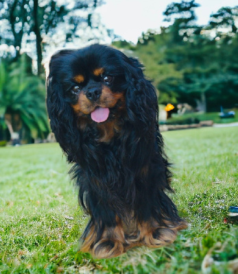 Étalon Cavalier King Charles Spaniel - Sharles du royaume d’isis