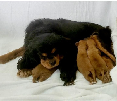 Étalon Cavalier King Charles Spaniel - Trixie des rives du blavet