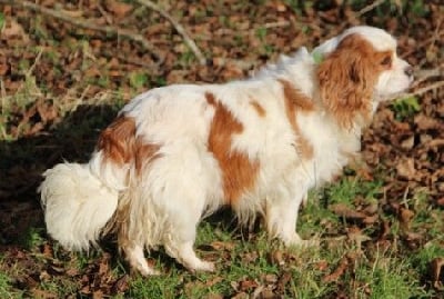 Étalon Cavalier King Charles Spaniel - Praline du domaine de Runneval