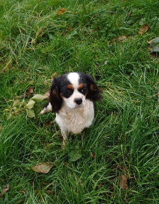 Étalon Cavalier King Charles Spaniel - Utah De Lev'horse