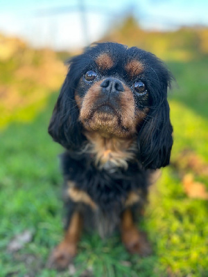 Étalon Cavalier King Charles Spaniel - Sucrine des vents d'océan