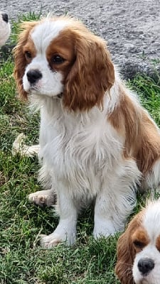 Étalon Cavalier King Charles Spaniel - Scarlett Du murat