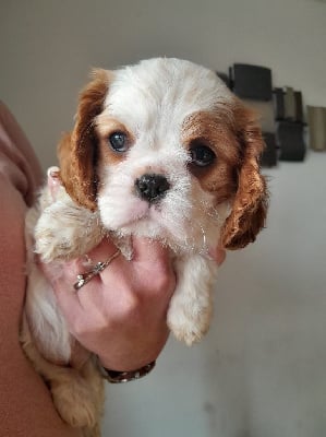 Étalon Cavalier King Charles Spaniel - Taylor du grand chène d 'arbousse'