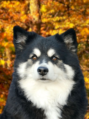 Étalon Chien finnois de Laponie - Passion-papaye Tweed Lenissei