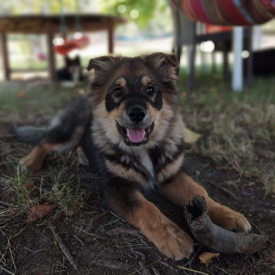 Étalon Chien finnois de Laponie - Anayoka od divizen