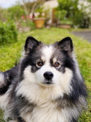 Étalon Chien finnois de Laponie - Silver shadow Tweed Lenissei