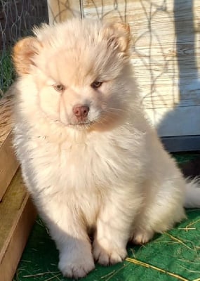 Étalon Chien finnois de Laponie - Vraiment chou vogue du pays de l'aurore boréale