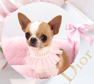 Étalon Chihuahua - Ultra chic de Nottingley