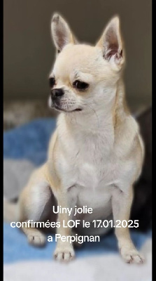 Étalon Chihuahua - Uiny jolie (Sans Affixe)