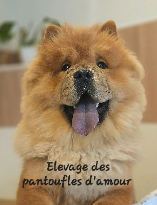 Étalon Chow Chow - Utah des anges d’ilithye