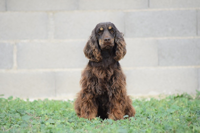 Étalon Cocker Spaniel Anglais - Saro des Terres des Forges