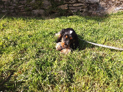 Étalon Cocker Spaniel Anglais - Vesuve du Tertre de la Pommeraie