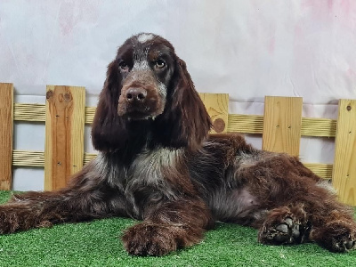 Étalon Cocker Spaniel Anglais - Unjee du mont de la chenaie