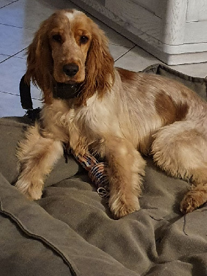 Étalon Cocker Spaniel Anglais - Tokyo Des Berges D'arroux