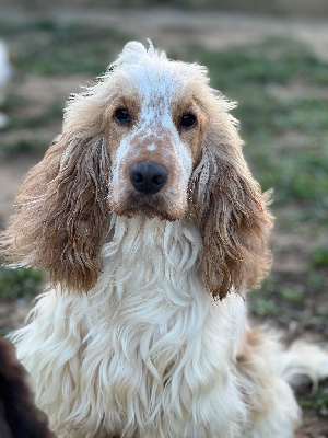 Étalon Cocker Spaniel Anglais - Uno Ar Ti Marellek