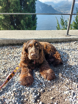 Étalon Cocker Spaniel Anglais - Violette Du Songe D'Opaline