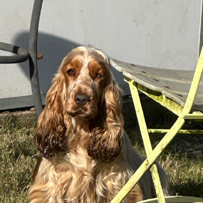 Étalon Cocker Spaniel Anglais - Twist De sandie landes