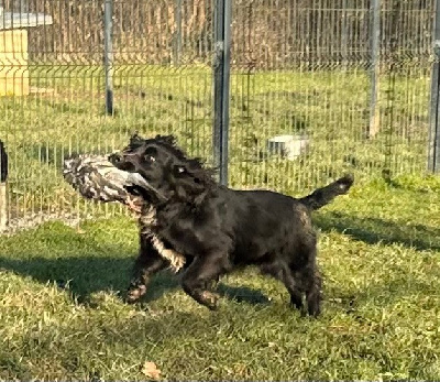 Étalon Cocker Spaniel Anglais - monkslea Uno