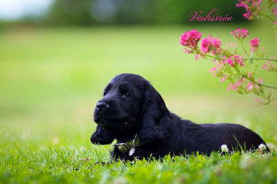 Étalon Cocker Spaniel Anglais - Vibo valentia Of Ortense Memories