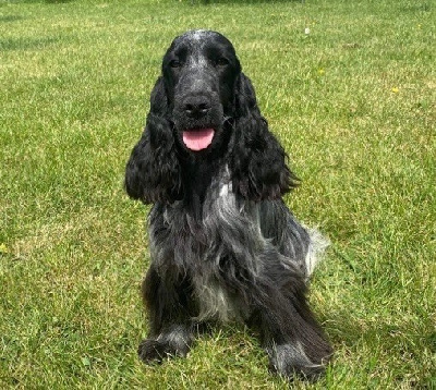 Étalon Cocker Spaniel Anglais - Shadow du chemin des cavaliers