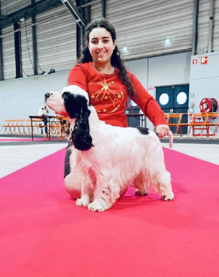 Étalon Cocker Spaniel Anglais - Unnar Du Domaine De L'Eternel Filou