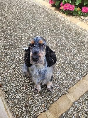 Étalon Cocker Spaniel Anglais - Sweet child o'mine Du Domaine De L'Eternel Filou