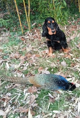 Étalon Cocker Spaniel Anglais - Shanelle Wyndhill