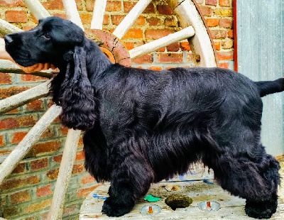 Étalon Cocker Spaniel Anglais - gillian hill's kennel As the gods will}