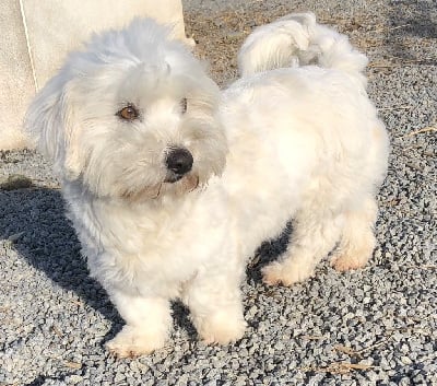 Étalon Coton de Tulear - Tendresse des vents d'océan