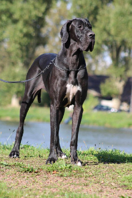 Étalon Dogue allemand - CH. Tess de L'Ether de Pandora