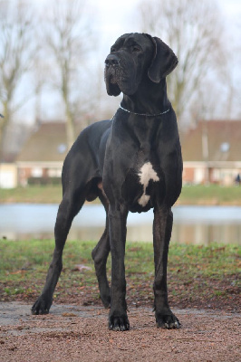 Étalon Dogue allemand - J-ch. ulgard de L'Ether de Pandora