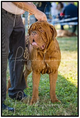 Étalon Dogue de Bordeaux - O'darco Du chant des bruants