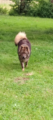 Étalon Eurasier - Tinga de nibele