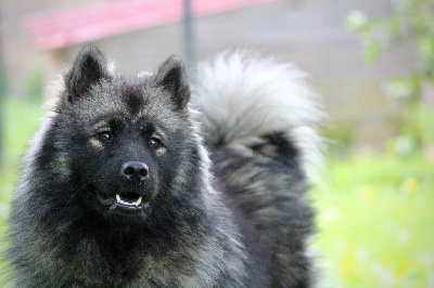 Étalon Eurasier - Up uruz Des crinières de feu