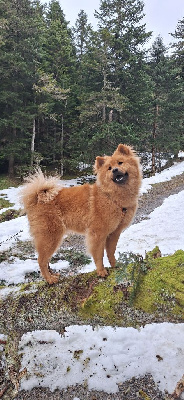 Étalon Eurasier - Uma swelly Du Domaine Des Terres De Jade