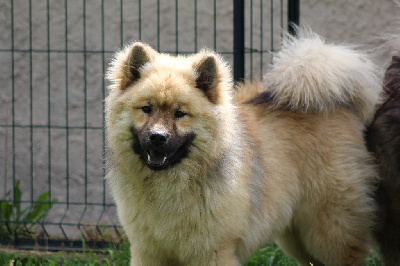 Étalon Eurasier - kantarella’s Delling