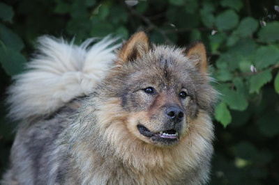 Étalon Eurasier - Usus kementari Des Gardiens d'Ysatis