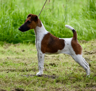 Étalon Fox Terrier Poil lisse - Venus victrix Fubelfox