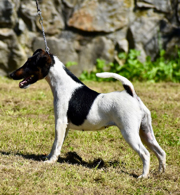 Étalon Fox Terrier Poil lisse - Symphonie Fubelfox