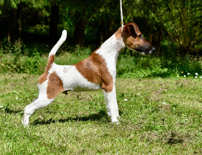 Étalon Fox Terrier Poil lisse - Vvinsord Fubelfox