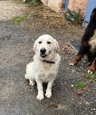 Étalon Golden Retriever - Unique Du Grand Tilleul De La Forge