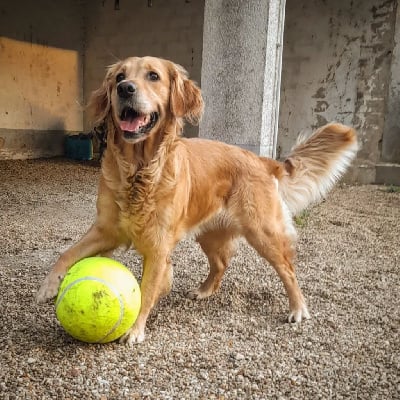 Étalon Golden Retriever - Rimouski Du mazage de mascayenne