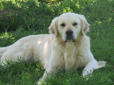 Étalon Golden Retriever - Ouragan (Sans Affixe)