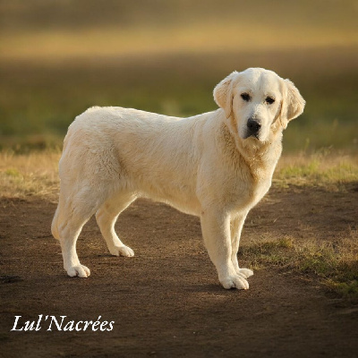 Étalon Golden Retriever - Vanelle Du Clos De Compostelle