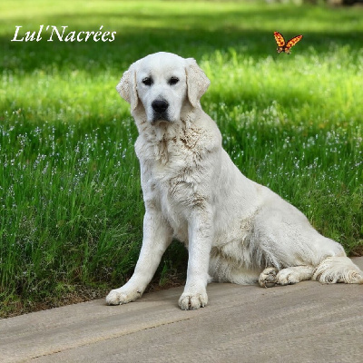 Étalon Golden Retriever - Venise Du Clos De Compostelle