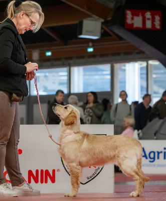 Étalon Golden Retriever - Victorious yumi Des Puppys Goldens Love