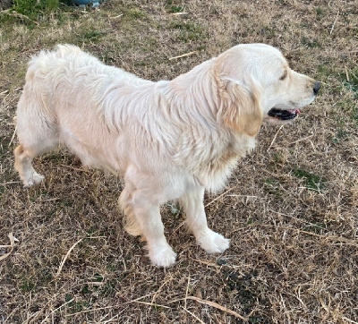 Étalon Golden Retriever - Ulan Des Monts d'Asgard