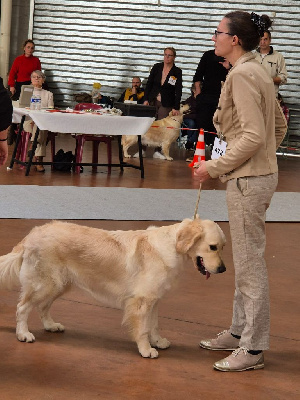 Étalon Golden Retriever - Ultra chic Des Puppys Goldens Love