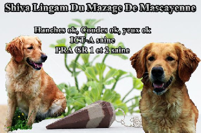 Étalon Golden Retriever - Shiva lingam Du mazage de mascayenne